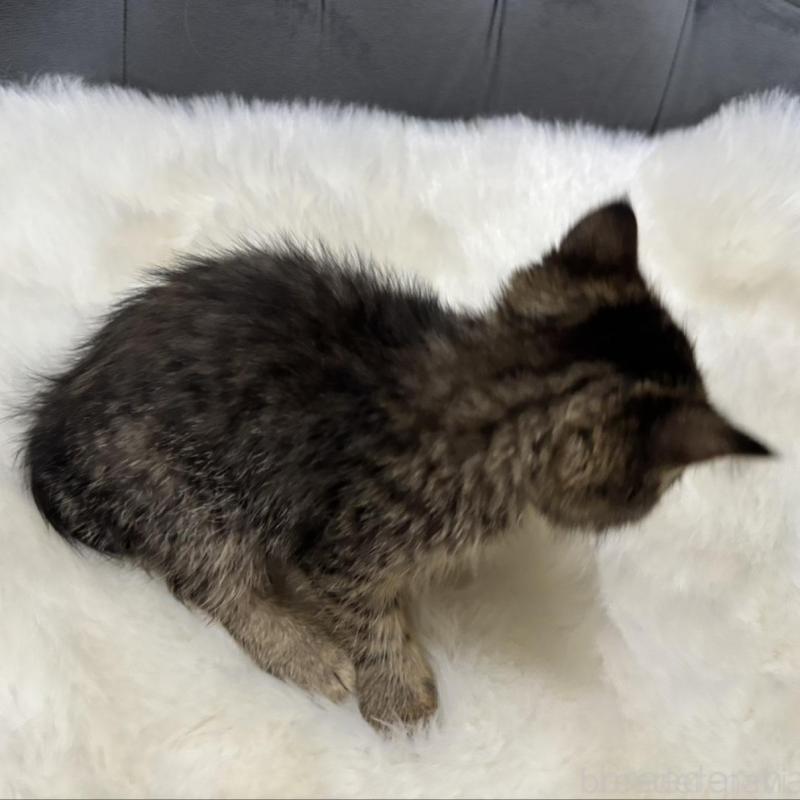 販売中の鹿児島県のエキゾチックショートヘア-137139の2枚目