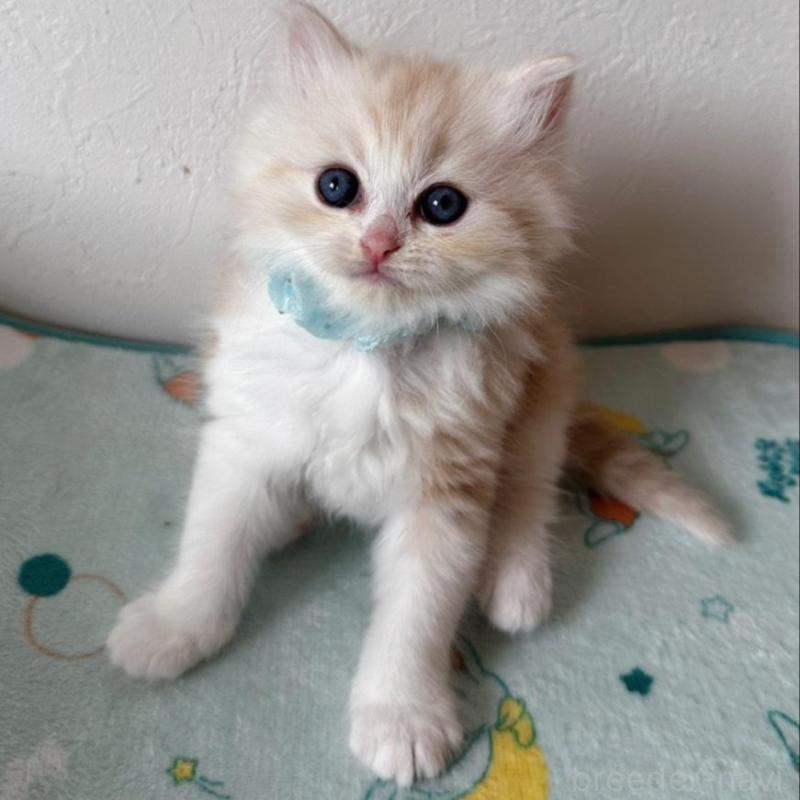 販売中の千葉県のミヌエット-137140