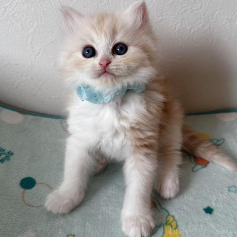 販売中の千葉県のミヌエット-137140の4枚目