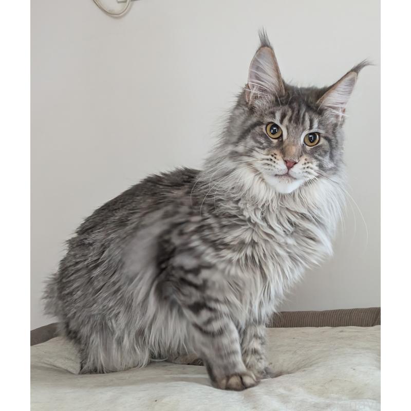 販売中の埼玉県のメインクーン-134877の2枚目