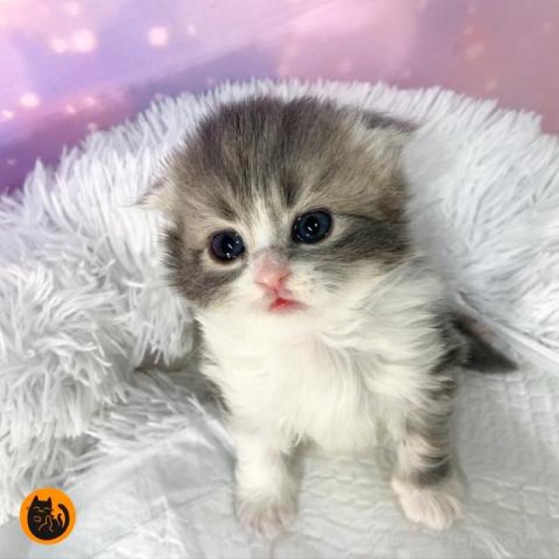 販売中の大阪府のスコティッシュフォールド(折れ耳)-137141