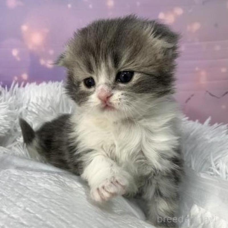 販売中の大阪府のスコティッシュフォールド(折れ耳)-137141の5枚目