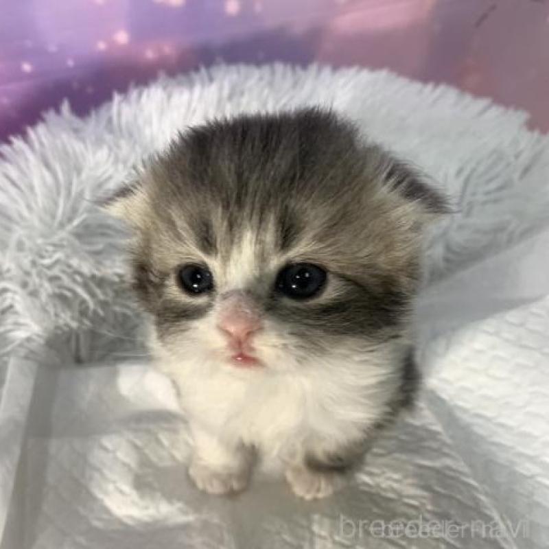 販売中の大阪府のスコティッシュフォールド(折れ耳)-137141の4枚目