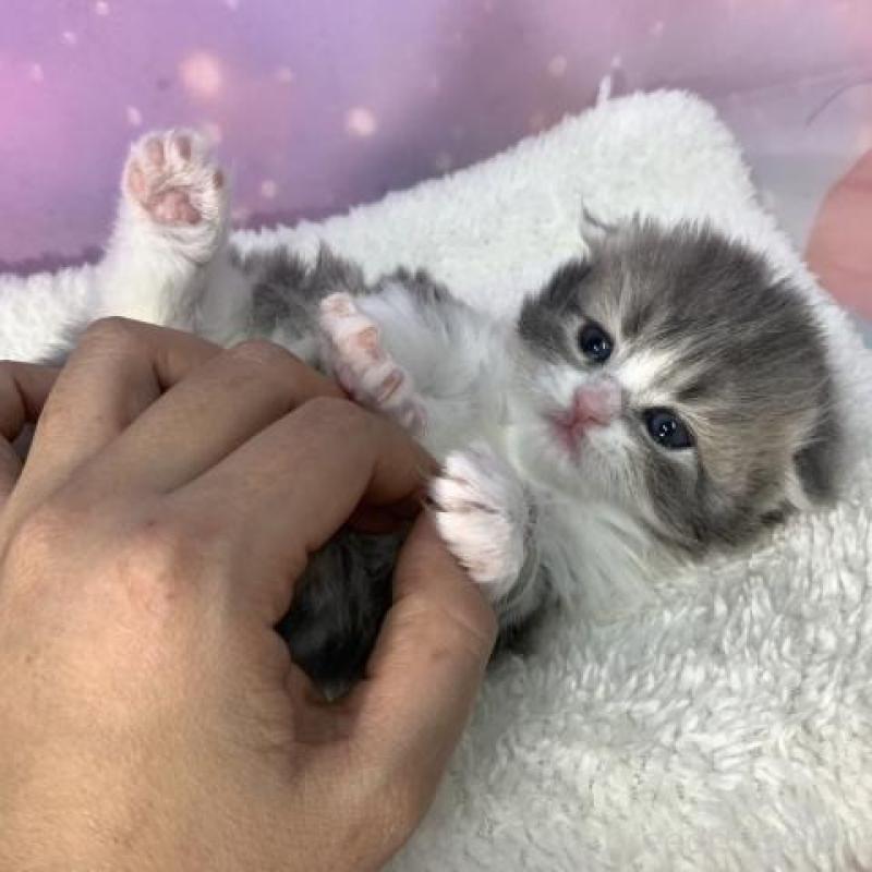 販売中の大阪府のスコティッシュフォールド(折れ耳)-137141の3枚目