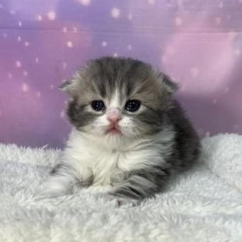 販売中の大阪府のスコティッシュフォールド(折れ耳)-137141の2枚目