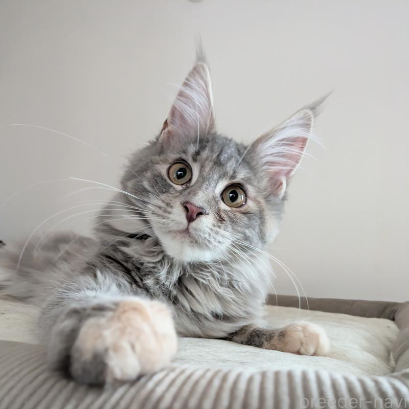 販売中の埼玉県のメインクーン-135207