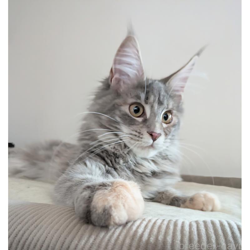 商談中の埼玉県のメインクーン-135207の2枚目