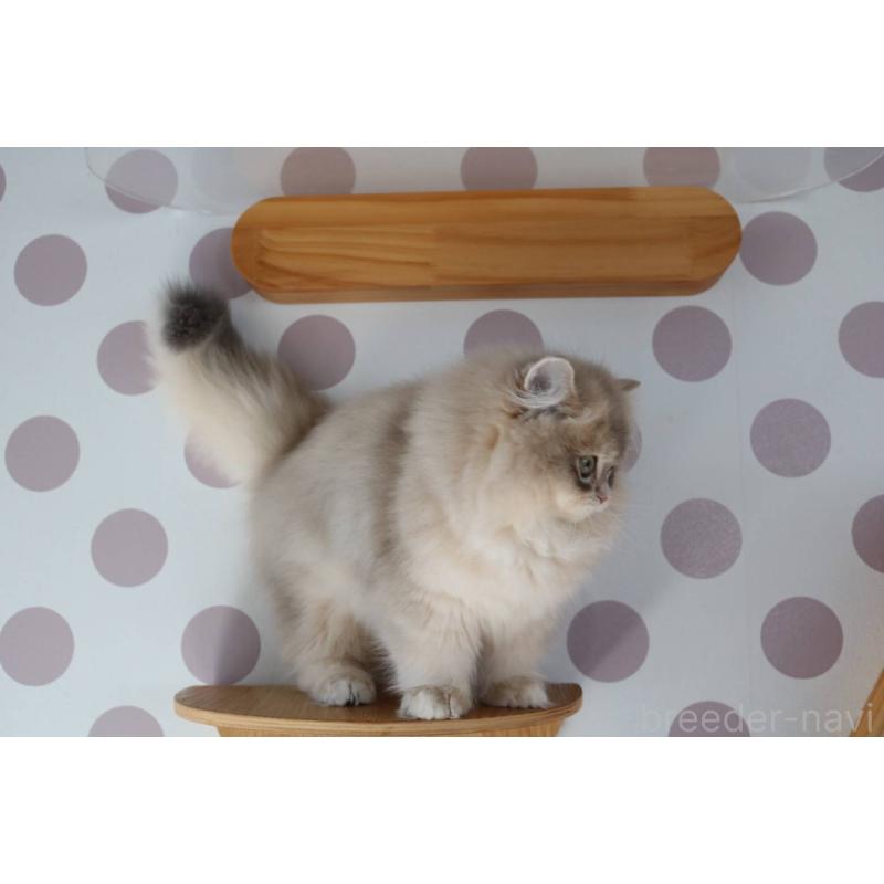 販売中の愛知県のスコティッシュストレート-132052の3枚目