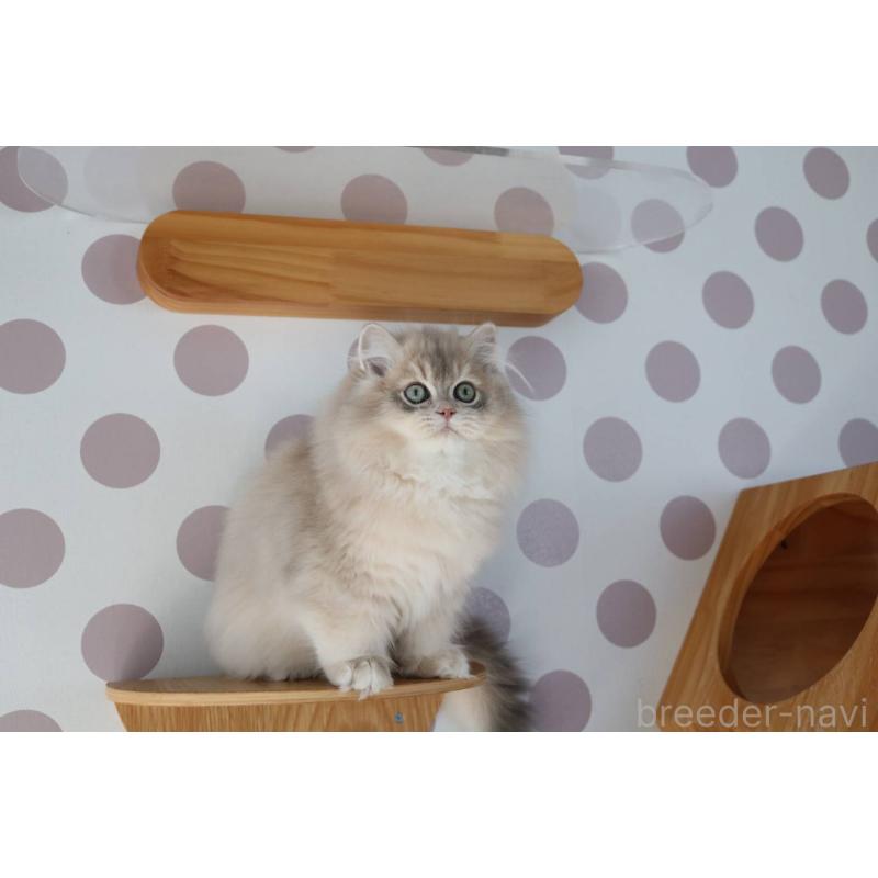 販売中の愛知県のスコティッシュストレート-132052の2枚目