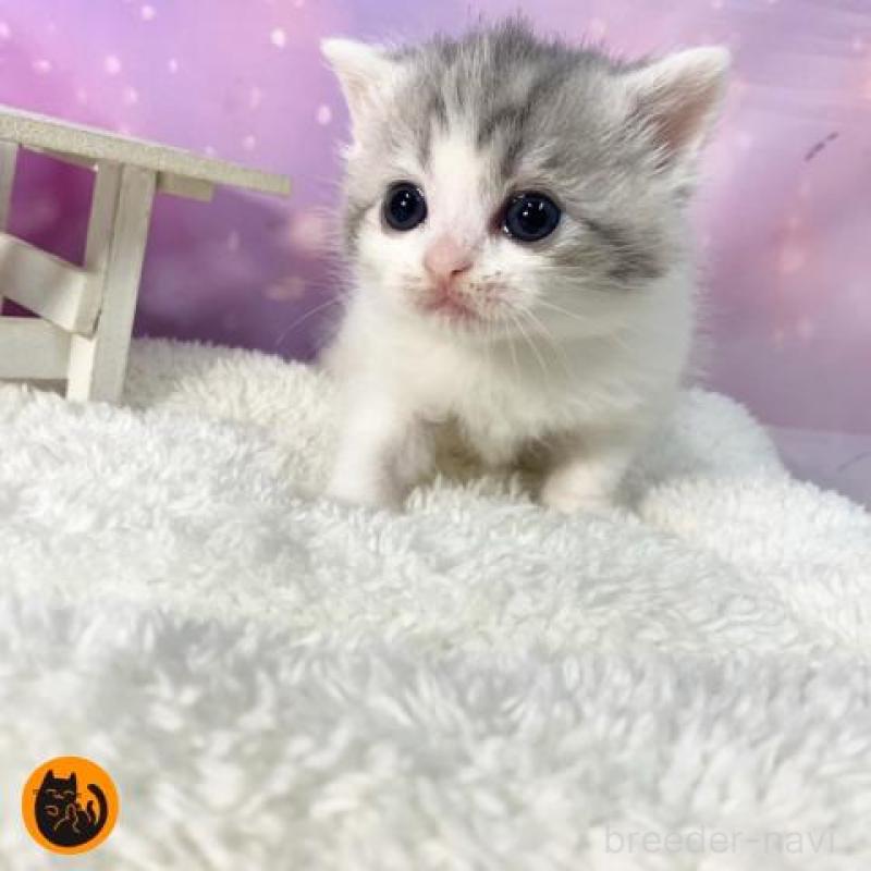 販売中の大阪府のスコティッシュフォールド-137142