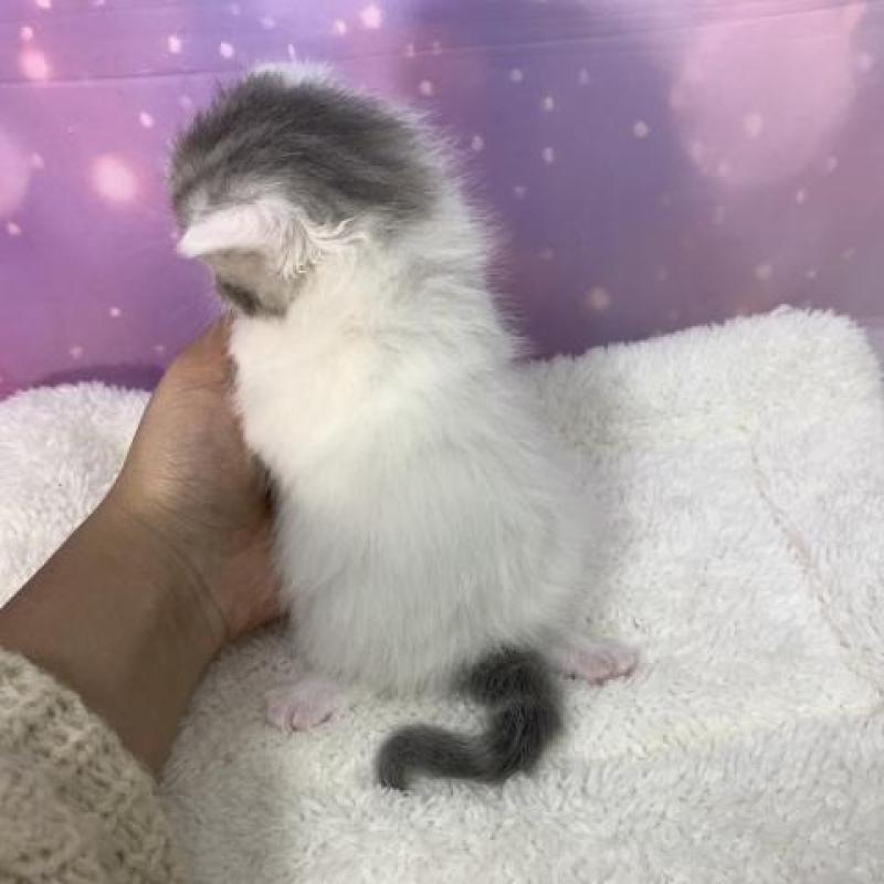 販売中の大阪府のスコティッシュフォールド-137142の6枚目