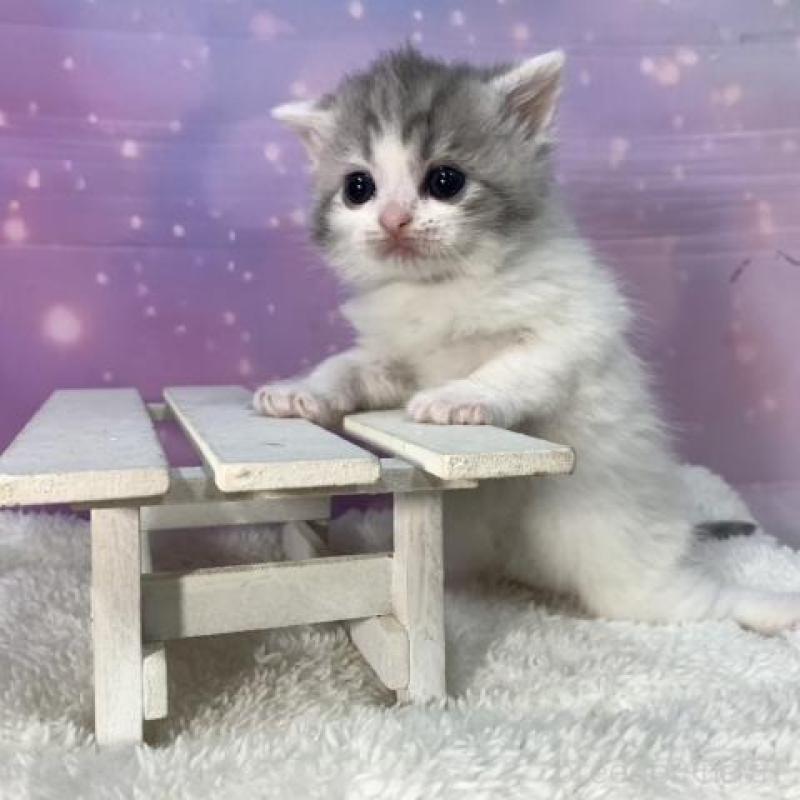 販売中の大阪府のスコティッシュフォールド-137142の5枚目