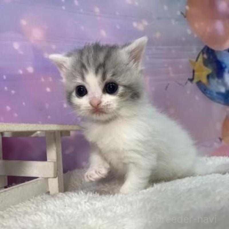 販売中の大阪府のスコティッシュフォールド-137142の3枚目