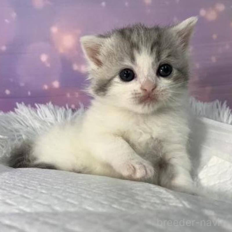 販売中の大阪府のスコティッシュフォールド-137142の2枚目