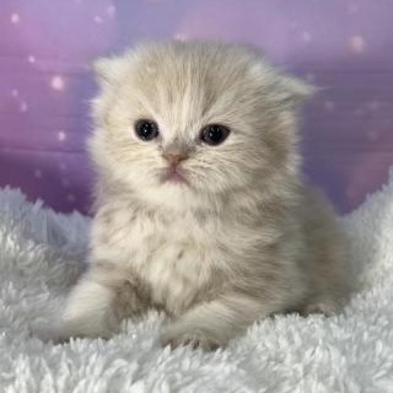 販売中の大阪府のスコティッシュフォールド(折れ耳)-137143の6枚目