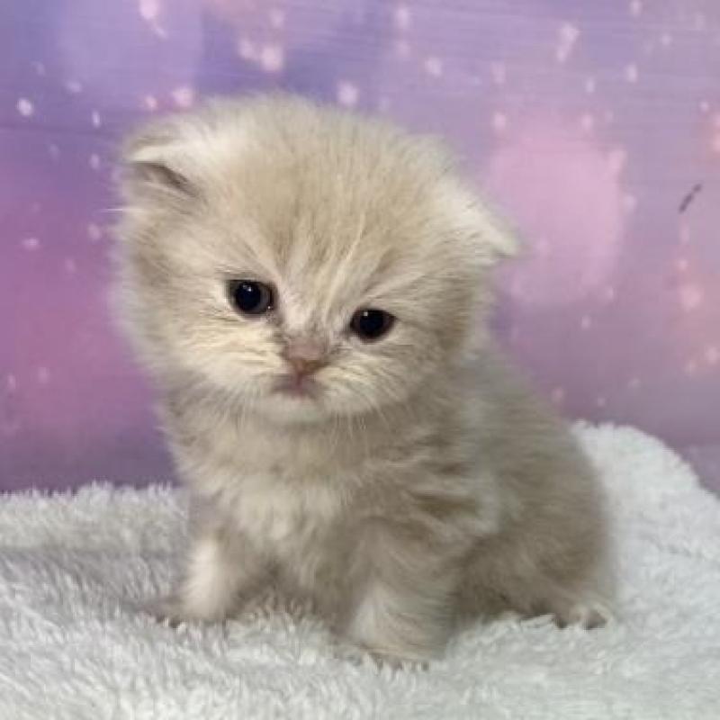 販売中の大阪府のスコティッシュフォールド(折れ耳)-137143の5枚目