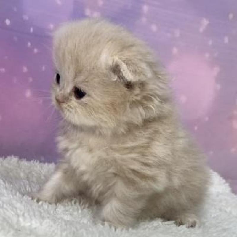 販売中の大阪府のスコティッシュフォールド(折れ耳)-137143の4枚目