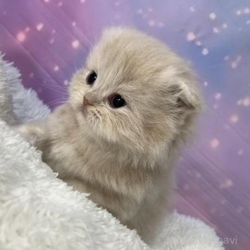 販売中の大阪府のスコティッシュフォールド(折れ耳)-137143の3枚目