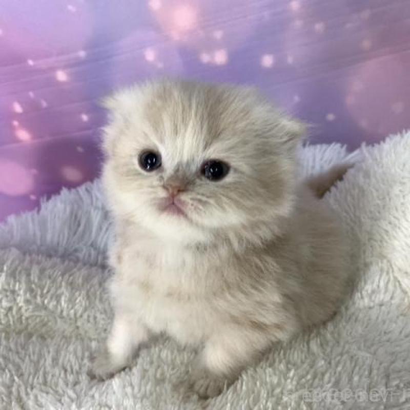 販売中の大阪府のスコティッシュフォールド(折れ耳)-137143の2枚目