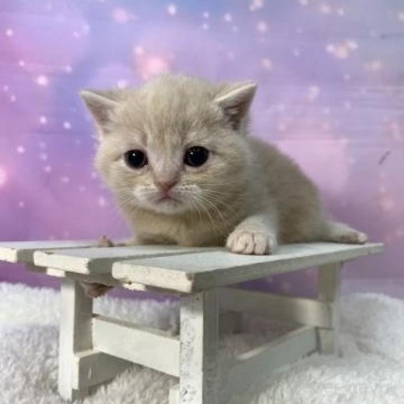 販売中の大阪府のマンチカン-137144の6枚目