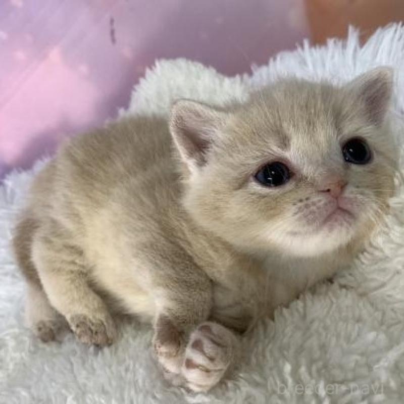 販売中の大阪府のマンチカン-137144の5枚目