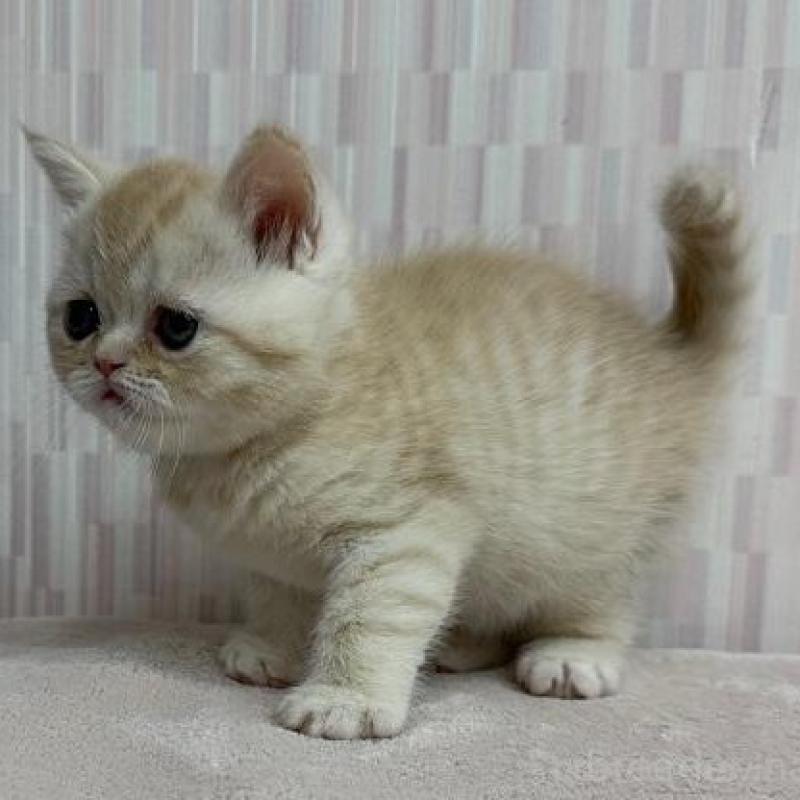 販売中の千葉県のミヌエット-137145の3枚目