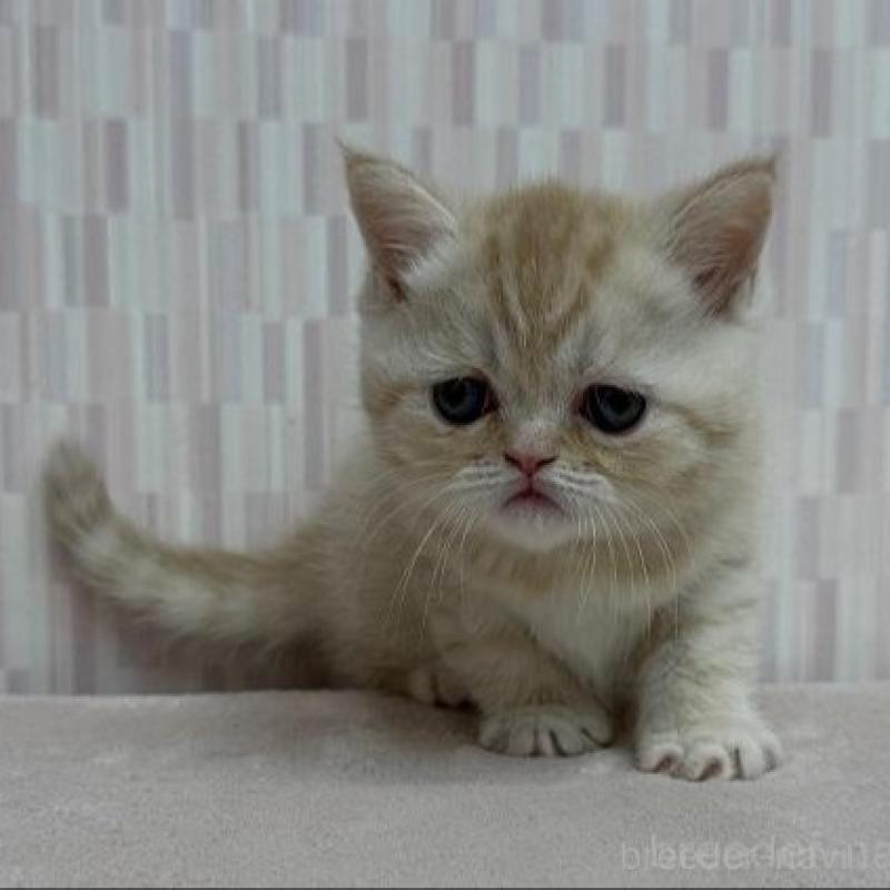 販売中の千葉県のミヌエット-137145の2枚目