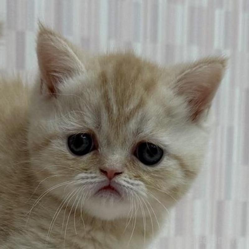 販売中の千葉県のミヌエット-137145の1枚目