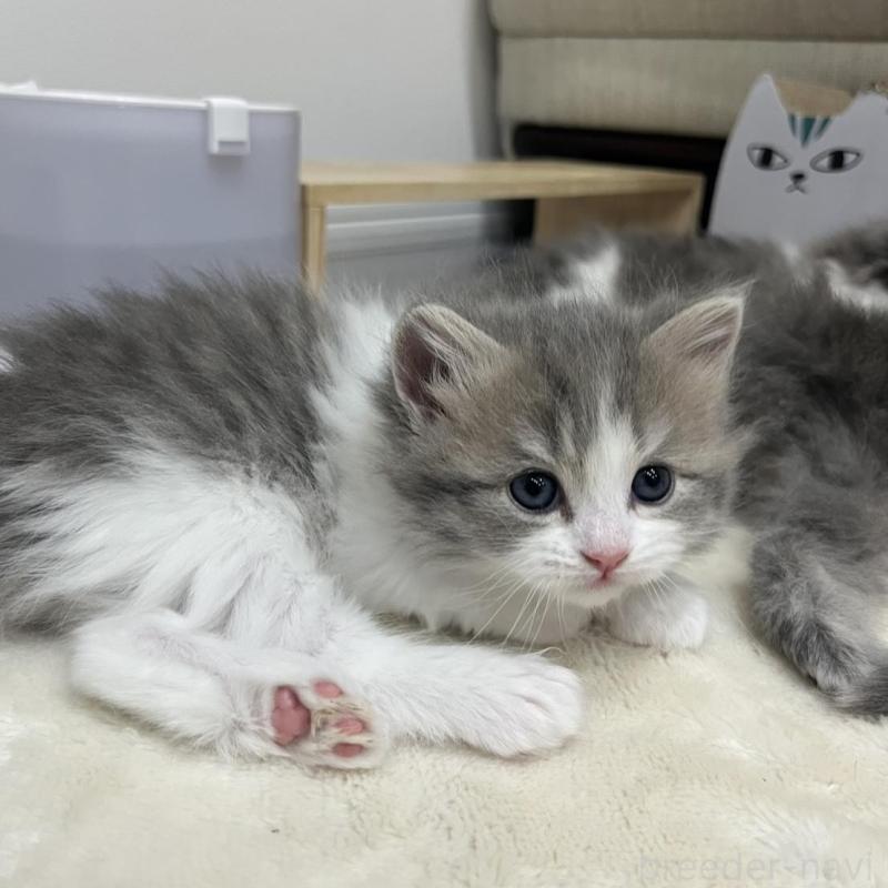 販売中の福島県のミヌエット-137147の3枚目