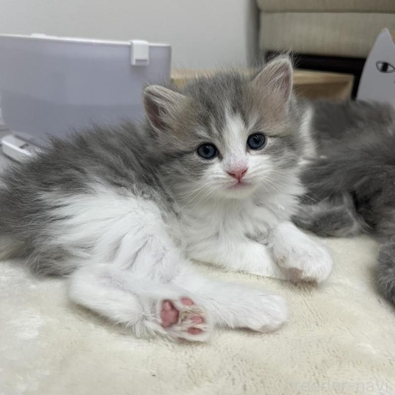 販売中の福島県のミヌエット-137147の2枚目