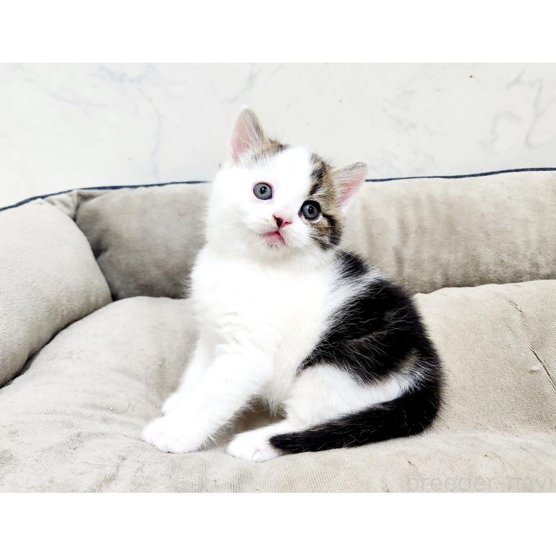 販売中の北海道のスコティッシュストレート-137146の8枚目