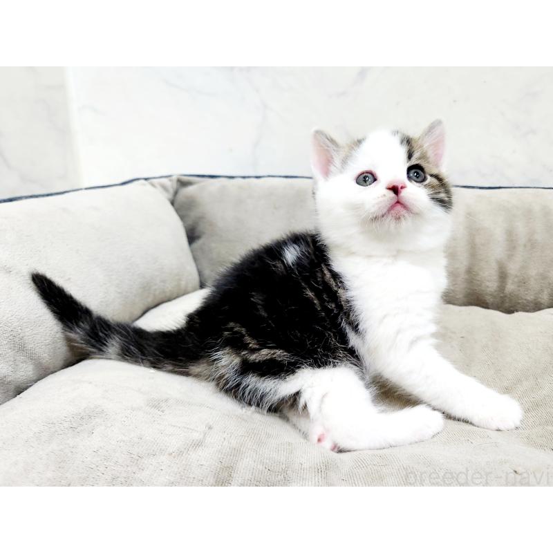 販売中の北海道のスコティッシュストレート-137146の7枚目