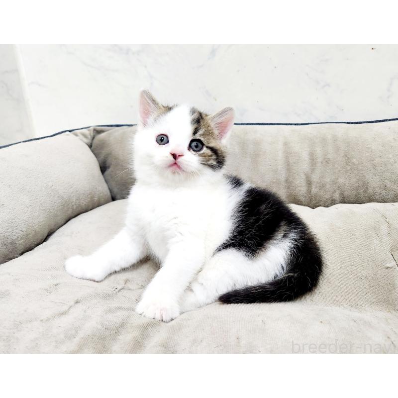 販売中の北海道のスコティッシュストレート-137146の5枚目