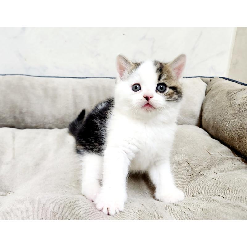 販売中の北海道のスコティッシュストレート-137146の4枚目