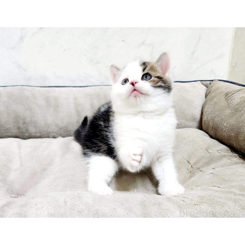 販売中の北海道のスコティッシュストレート-137146の3枚目