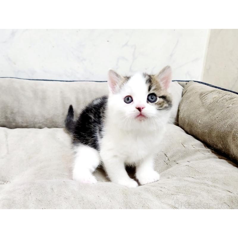 販売中の北海道のスコティッシュストレート-137146の2枚目