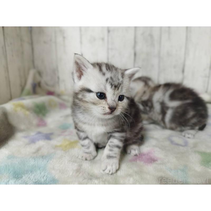 販売中の三重県のアメリカンショートヘア-137149の5枚目