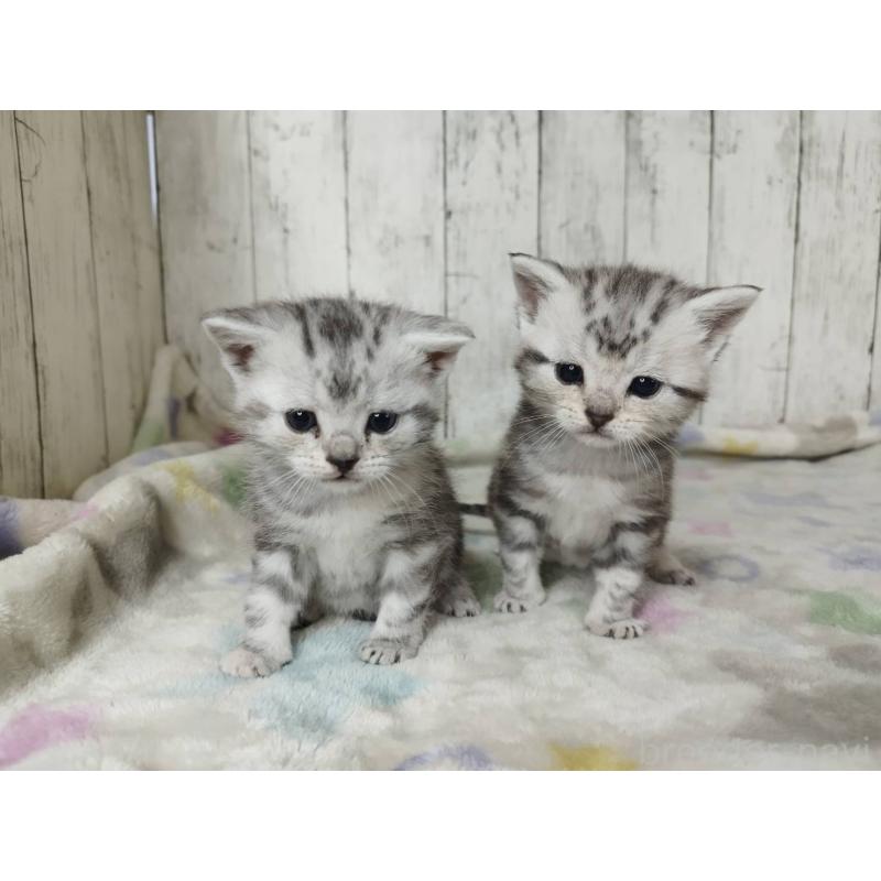 販売中の三重県のアメリカンショートヘア-137149の4枚目