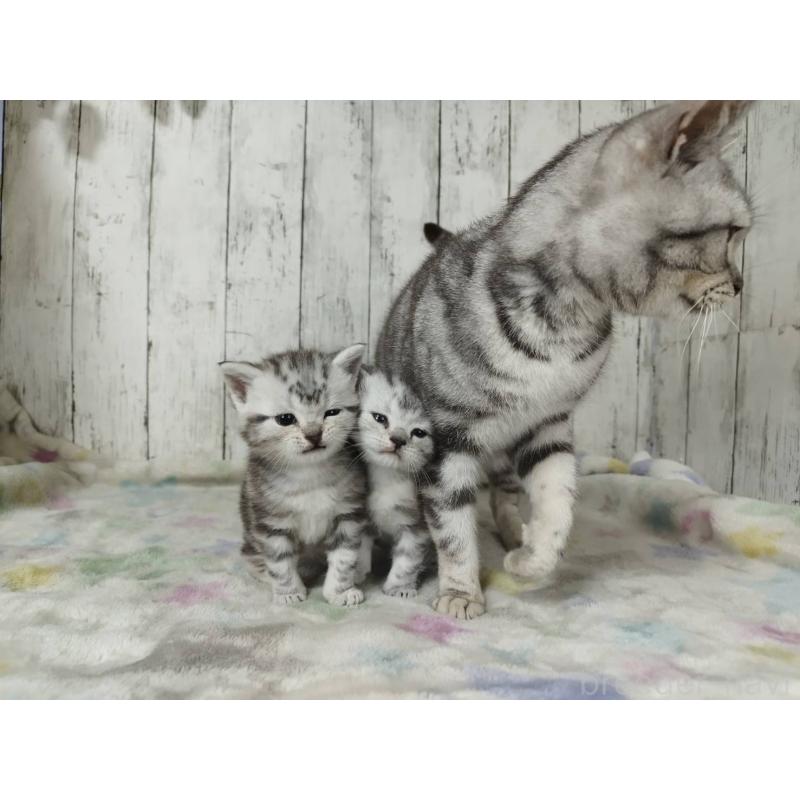 販売中の三重県のアメリカンショートヘア-137149の3枚目