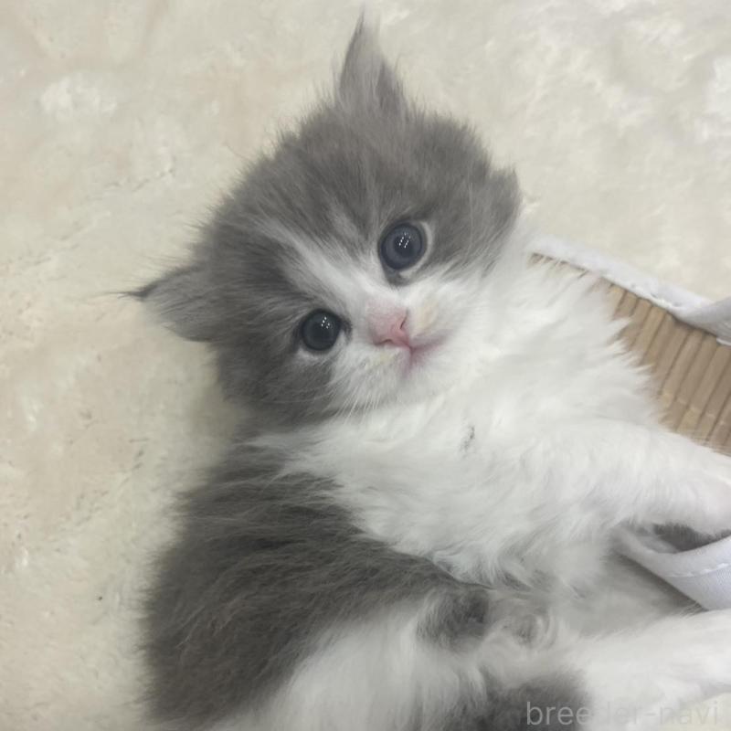 販売中の福島県のミヌエット-137148の3枚目