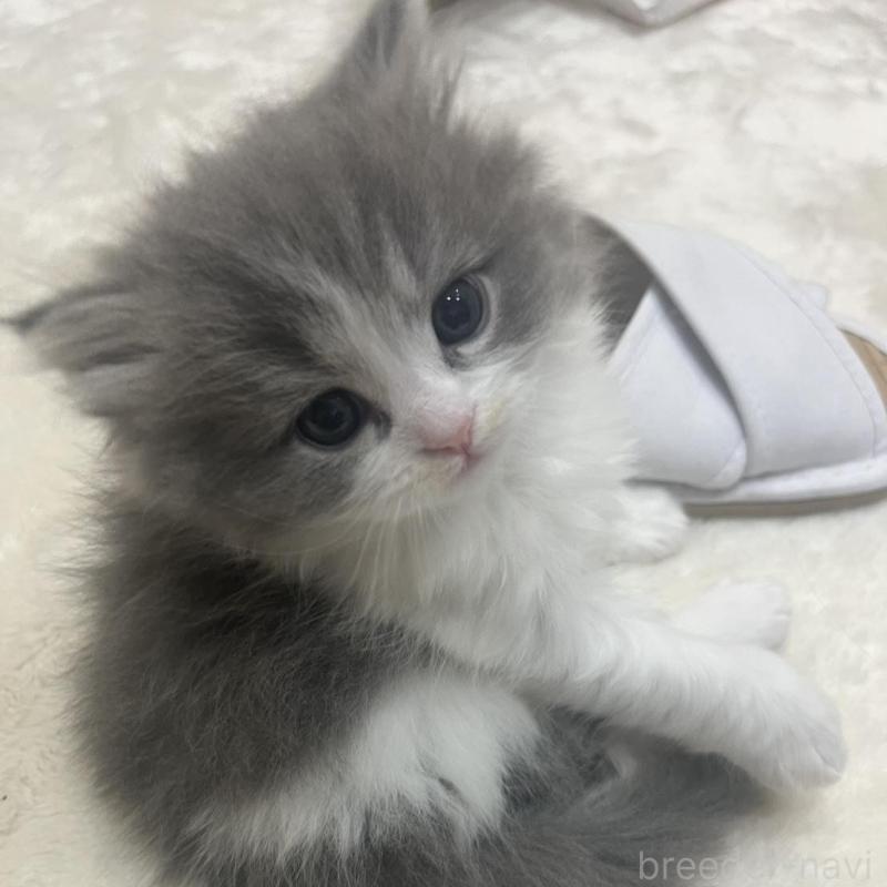 販売中の福島県のミヌエット-137148