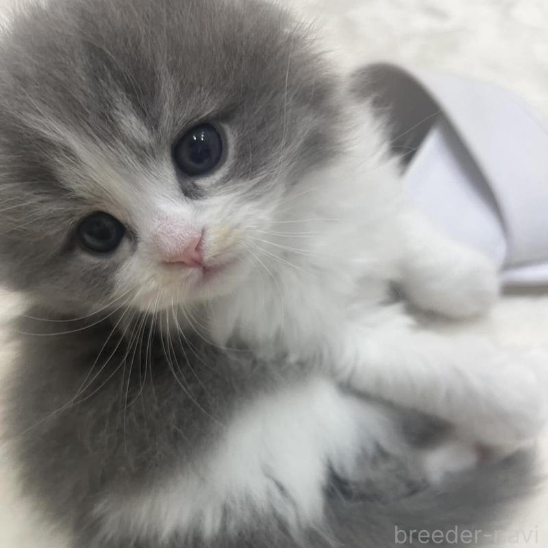 販売中の福島県のミヌエット-137148の2枚目