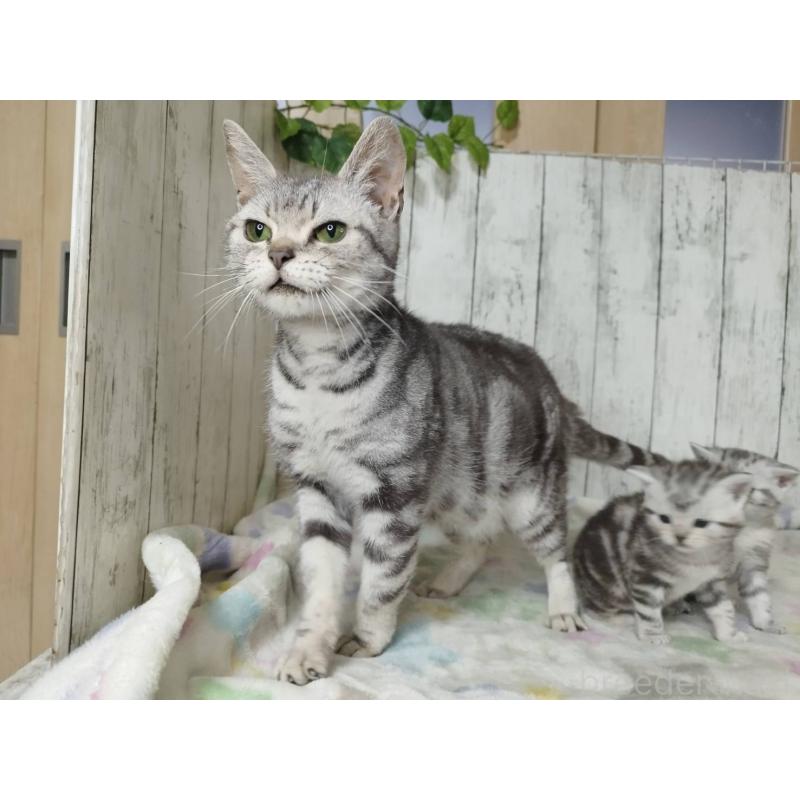 Ameriaちゃん1枚目