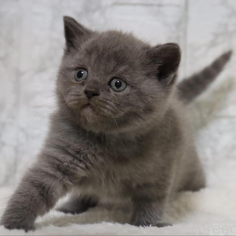 販売中の埼玉県のブリティッシュショートヘア-137151の7枚目