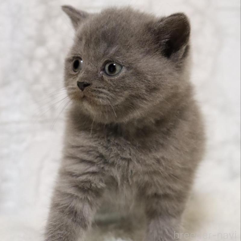 販売中の埼玉県のブリティッシュショートヘア-137151の5枚目