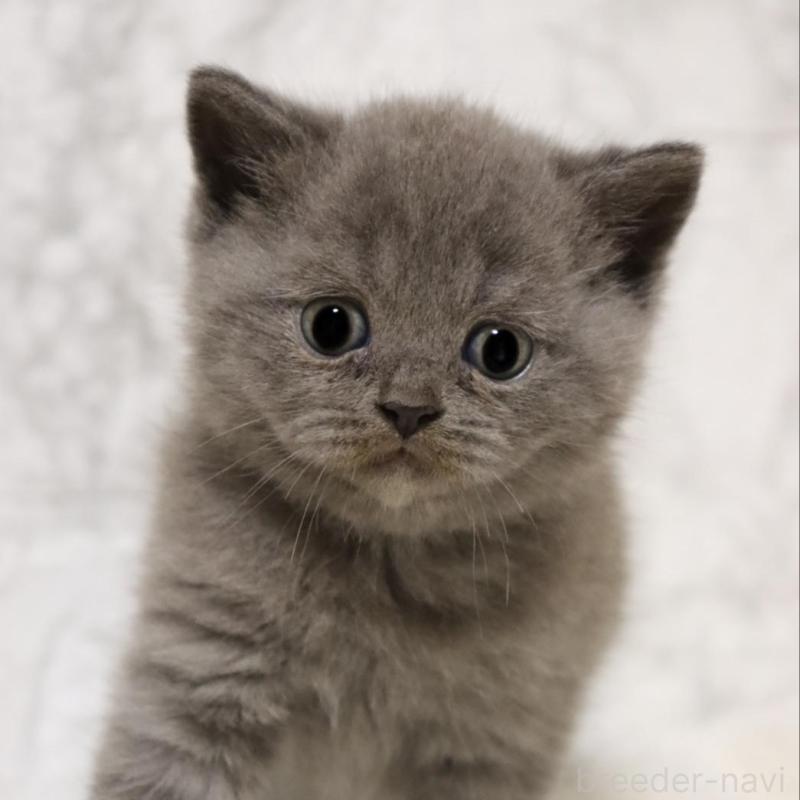 販売中の埼玉県のブリティッシュショートヘア-137151の4枚目