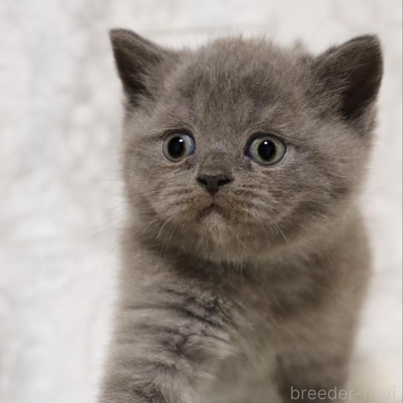 販売中の埼玉県のブリティッシュショートヘア-137151の3枚目