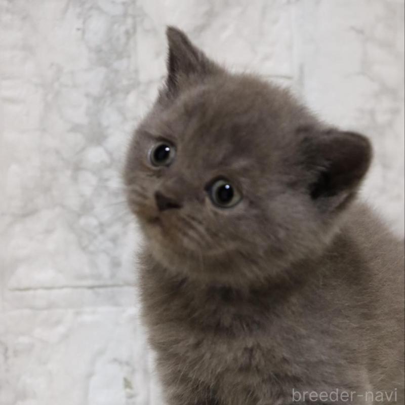 販売中の埼玉県のブリティッシュショートヘア-137151の2枚目