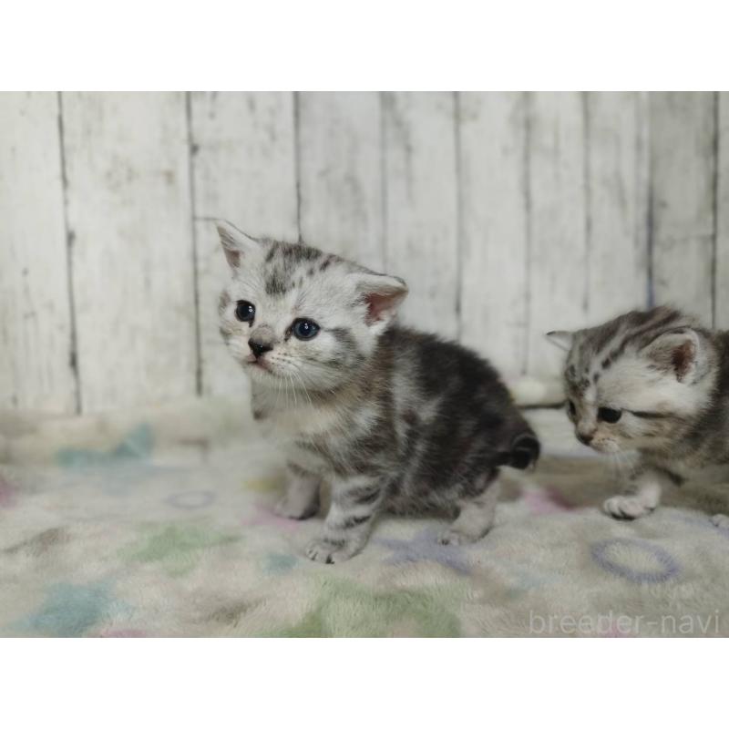 販売中の三重県のアメリカンショートヘア-137150の5枚目