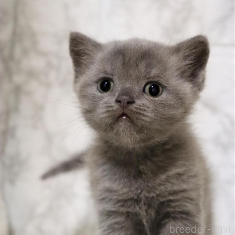 販売中の埼玉県のブリティッシュショートヘア-137153